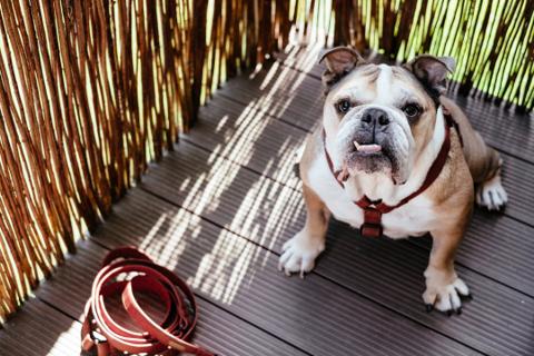 mobile Dog wash blacktown